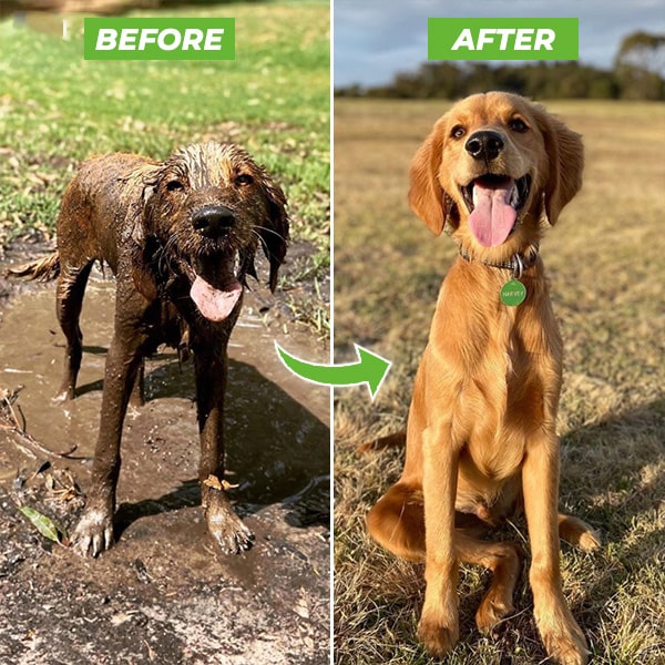 Spray de limpeza fácil e rápido para animais